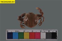 藏品(豆形拳蟹)的圖片